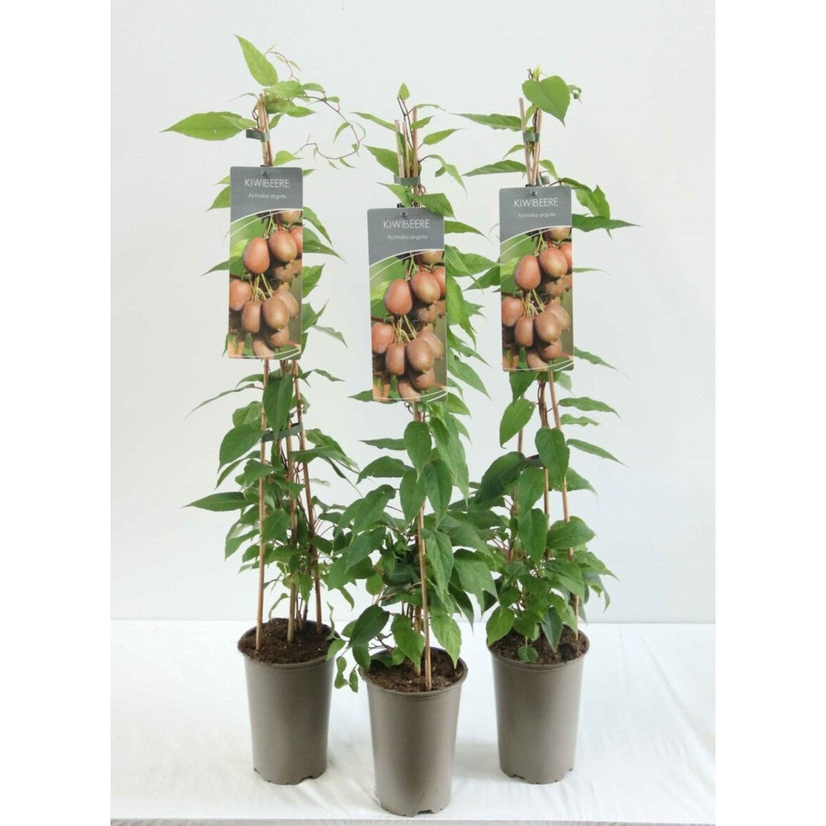 Minikiwi – Actinidia arguta - C2 60-80 CM Stick